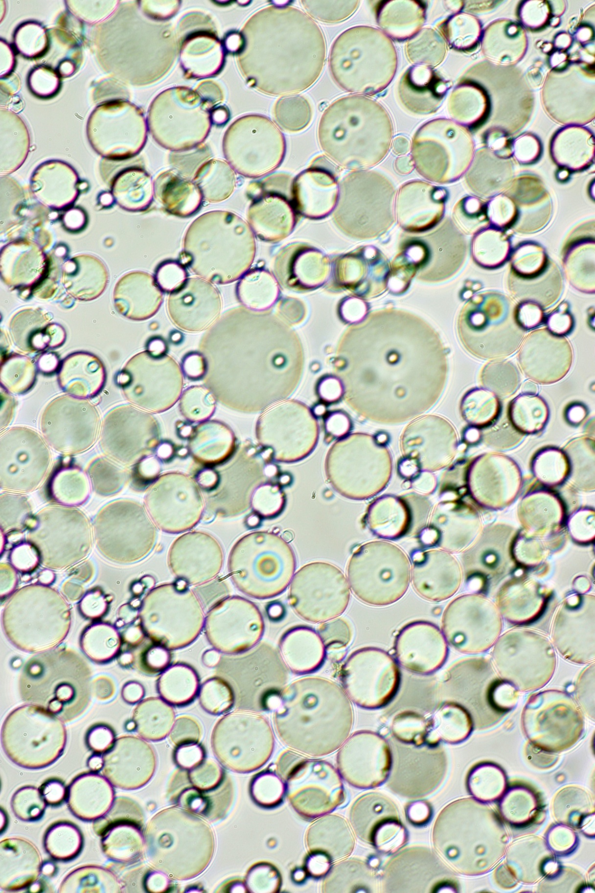Microscopy view of Alexium phase change material microcapsules — translucent spheres of varying diameters tightly packed together