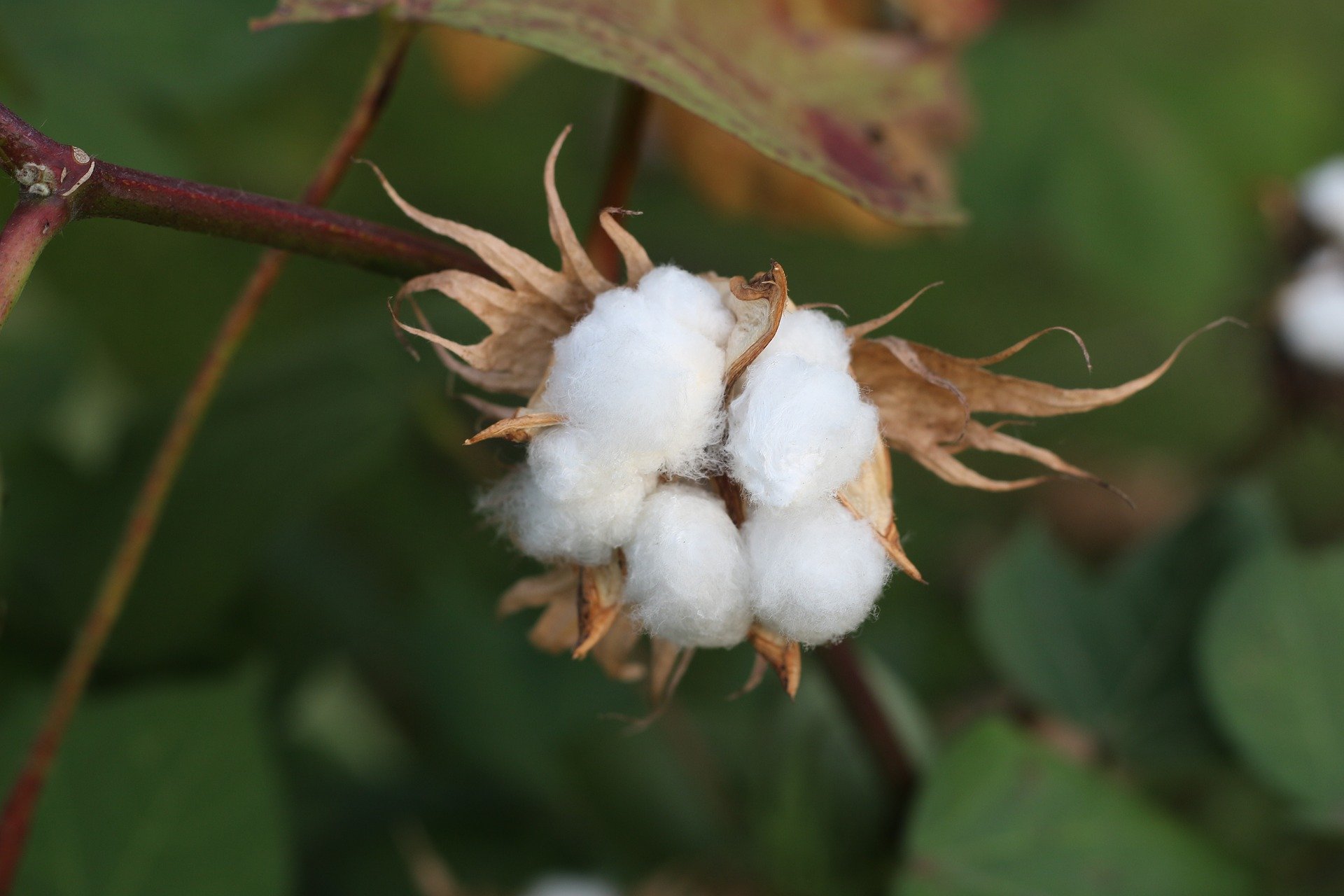 Alexiflam® NF (Natural Fiber) Alexiflam® NF (Natural Fiber)